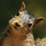 headshot of squirrel with head tilted